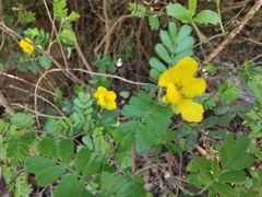 Chamaecrista greggii