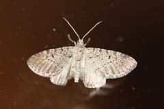 Eupithecia intricata