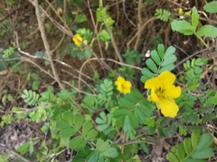 Chamaecrista greggii