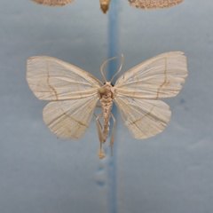 Nematocampa resistaria