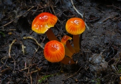 Hygrocybe minutula