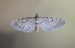 Eupithecia intricata