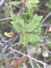 Quercus intricata