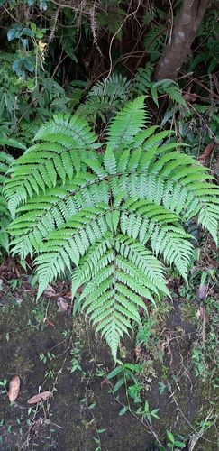 Pleocnemia cumingiana observed 2021-06-12