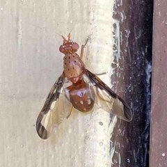 Diacrita costalis