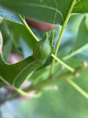 Dryocosmus quercusnotha