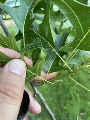 Dryocosmus quercusnotha