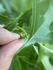 Dryocosmus quercusnotha