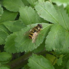 Epistrophe xanthostoma