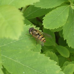 Epistrophe xanthostoma