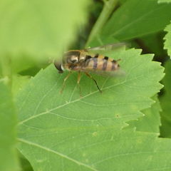 Epistrophe xanthostoma