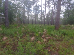 Asimina angustifolia