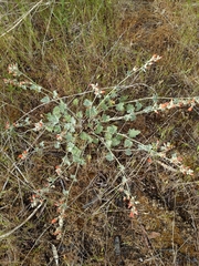 Sphaeralcea munroana