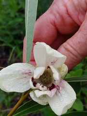 Asimina angustifolia