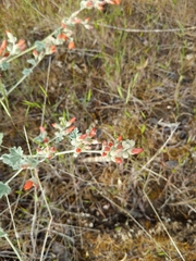 Sphaeralcea munroana