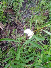 Asimina angustifolia