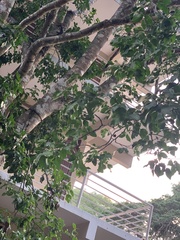 Melicoccus bijugatus