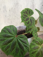 Begonia plebeja