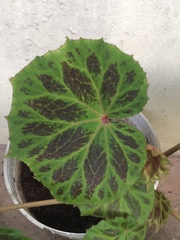 Begonia plebeja