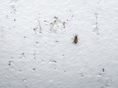 Cosmobaris scolopacea