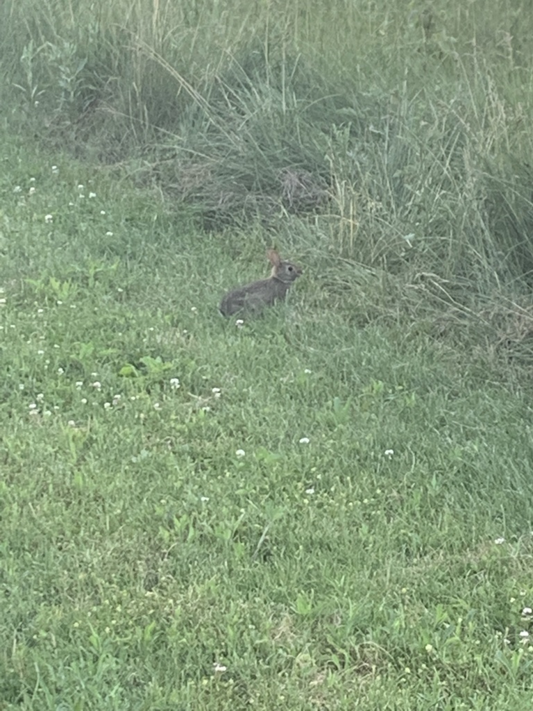 Eastern Cottontail from Oak Hill Park, Wooster, OH, US on June 11, 2021