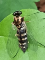 Chrysopilus ornatus