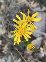 Packera millelobata