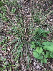 Oryzopsis asperifolia
