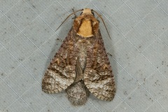 Cossus cossus chinensis