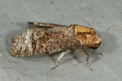 Cossus cossus chinensis