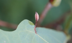 Andricus chinquapin