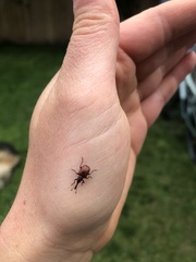 Merhynchites bicolor