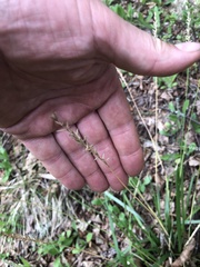 Oryzopsis asperifolia