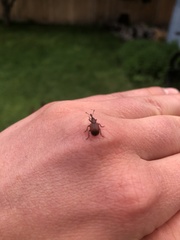 Merhynchites bicolor