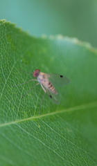 Chrysopilus modestus