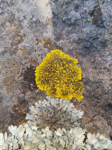 Candelina submexicana image