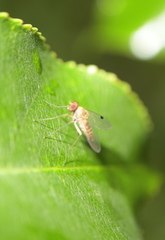 Chrysopilus modestus