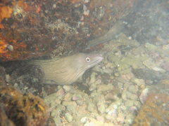 Gymnothorax vicinus
