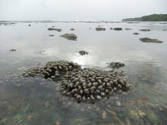 Porites porites