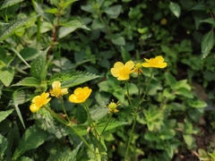 Ranunculus japonicus