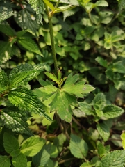 Ranunculus japonicus