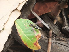Stictia