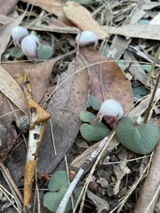 Corybas barbarae