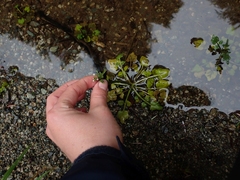 Cardamine breweri orbicularis
