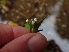 Cardamine breweri orbicularis