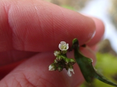 Cardamine breweri orbicularis