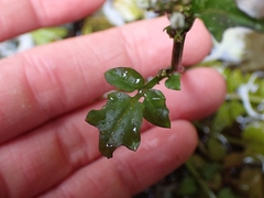 Cardamine breweri orbicularis