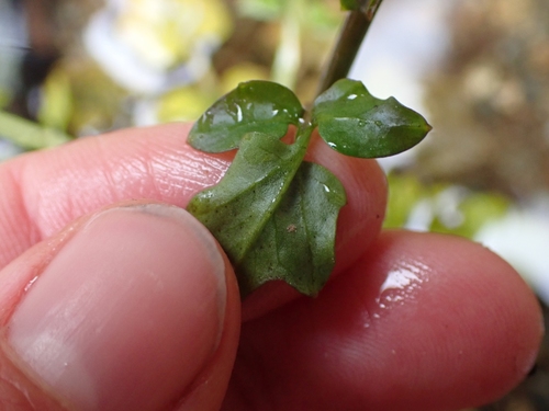 Image of Cardamine breweri by no rights reserved