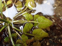 Cardamine breweri orbicularis