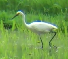 Egretta garzetta nigripes